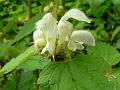 White Dead Nettle